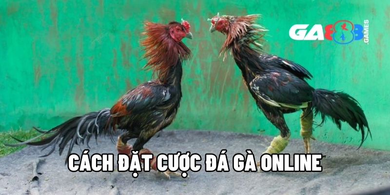 cach dat cuoc da ga online 1