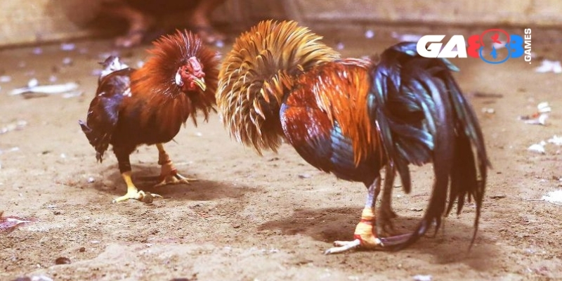 Đá Gà Đòn Trực Tuyến - Trải Nghiệm Kịch Tính Từng Giây Gay Cấn 2 Đá gà đòn trực tuyến gây nghiện bởi lối chơi mãn nhãn