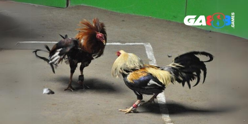 Kinh Nghiệm Soi Kèo CPC1 – Bí Quyết Tăng Tỷ Lệ Thắng Cực Cao 2 Giải đấu đá gà CPC1 quy mô lớn thu hút người đam mê
